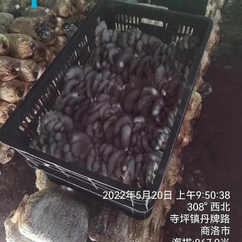 陕西省商洛市丹凤县反季节平菇基地大量上市，价格合适