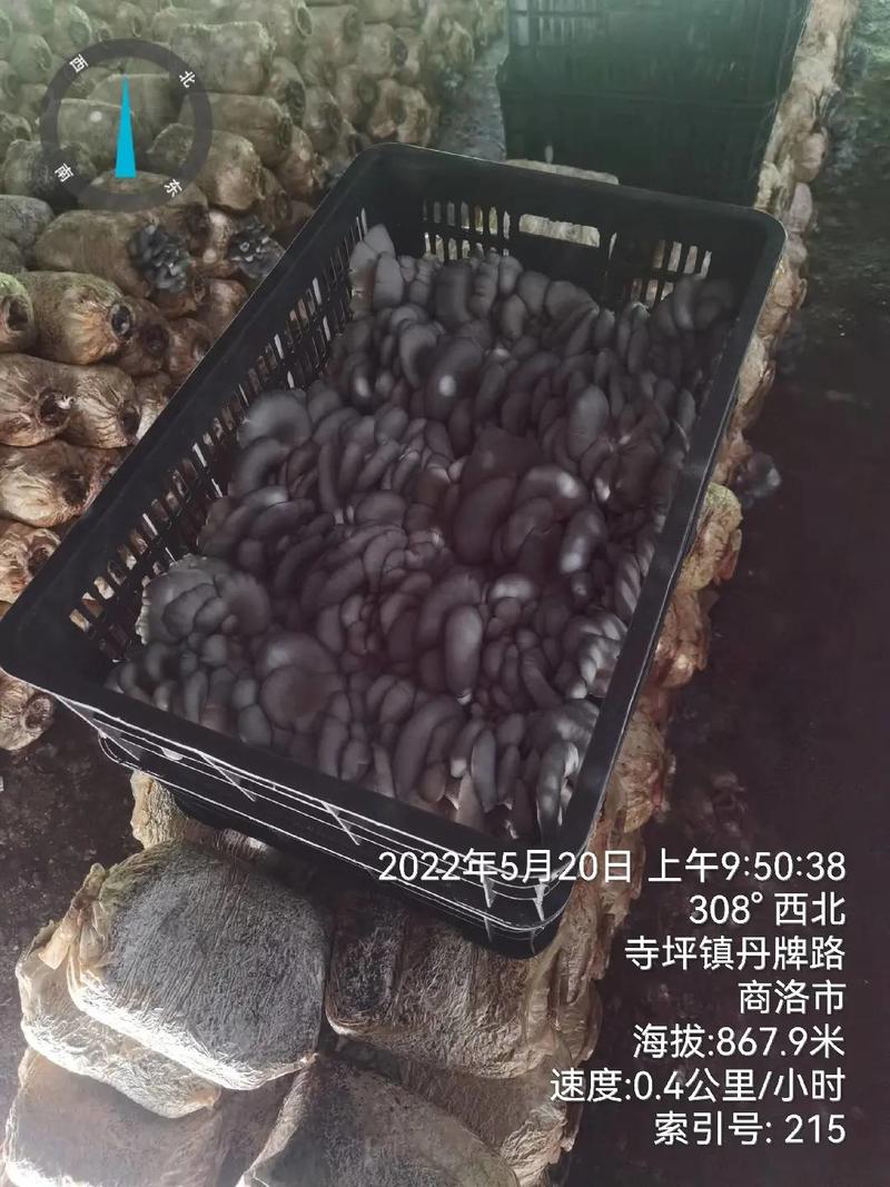 陕西省商洛市丹凤县反季节平菇基地大量上市，价格合适