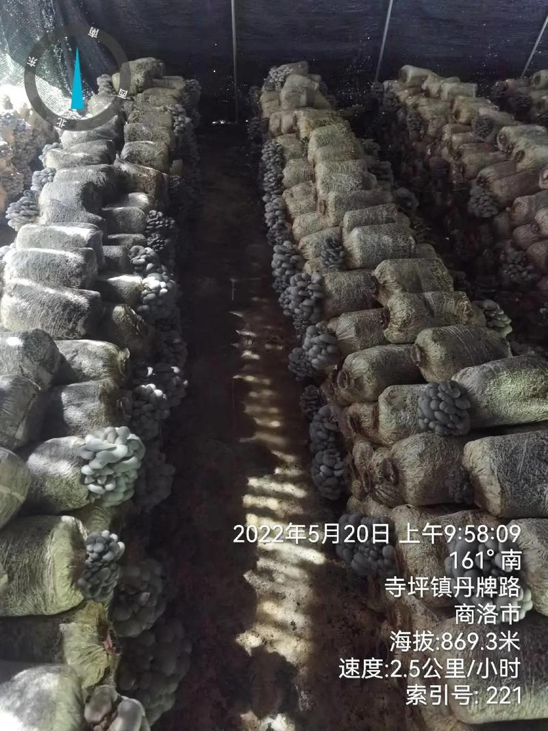 陕西省商洛市丹凤县反季节平菇基地大量上市，价格合适