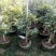 人心果苗一年四季开花结果，产量高，耐寒品种