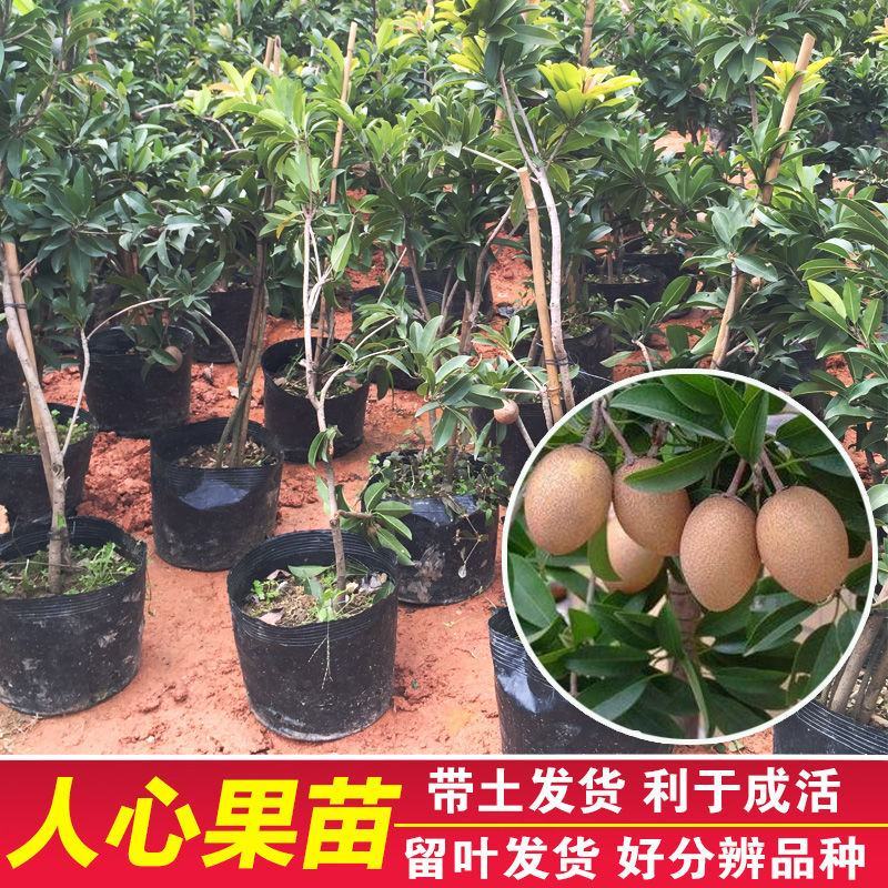 人心果苗一年四季开花结果，产量高，耐寒品种
