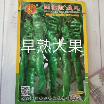 西北旅旋风螺丝椒种子抗病皮薄肉脆抗逆性强香辣高产坐果力强