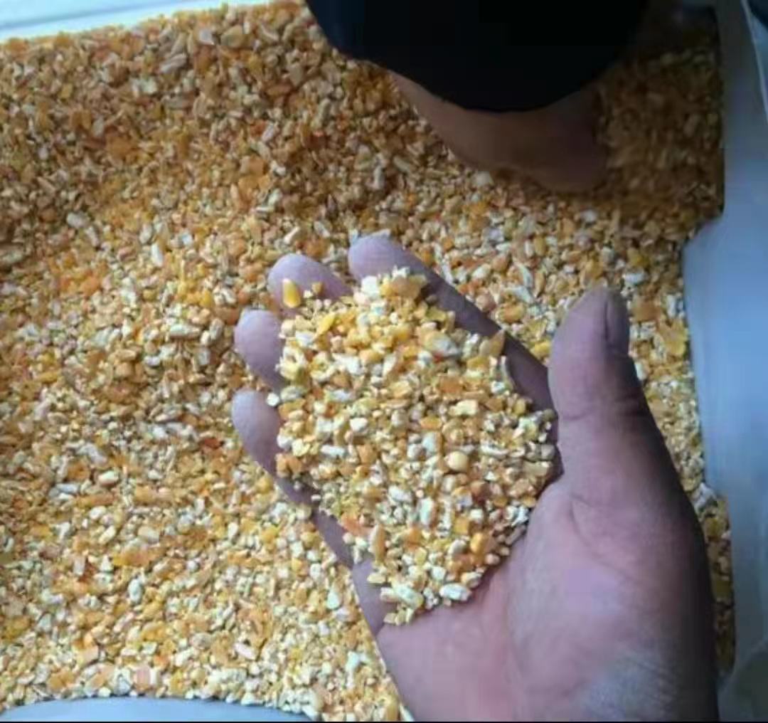 水果玉米在饲料加工中的处理过程