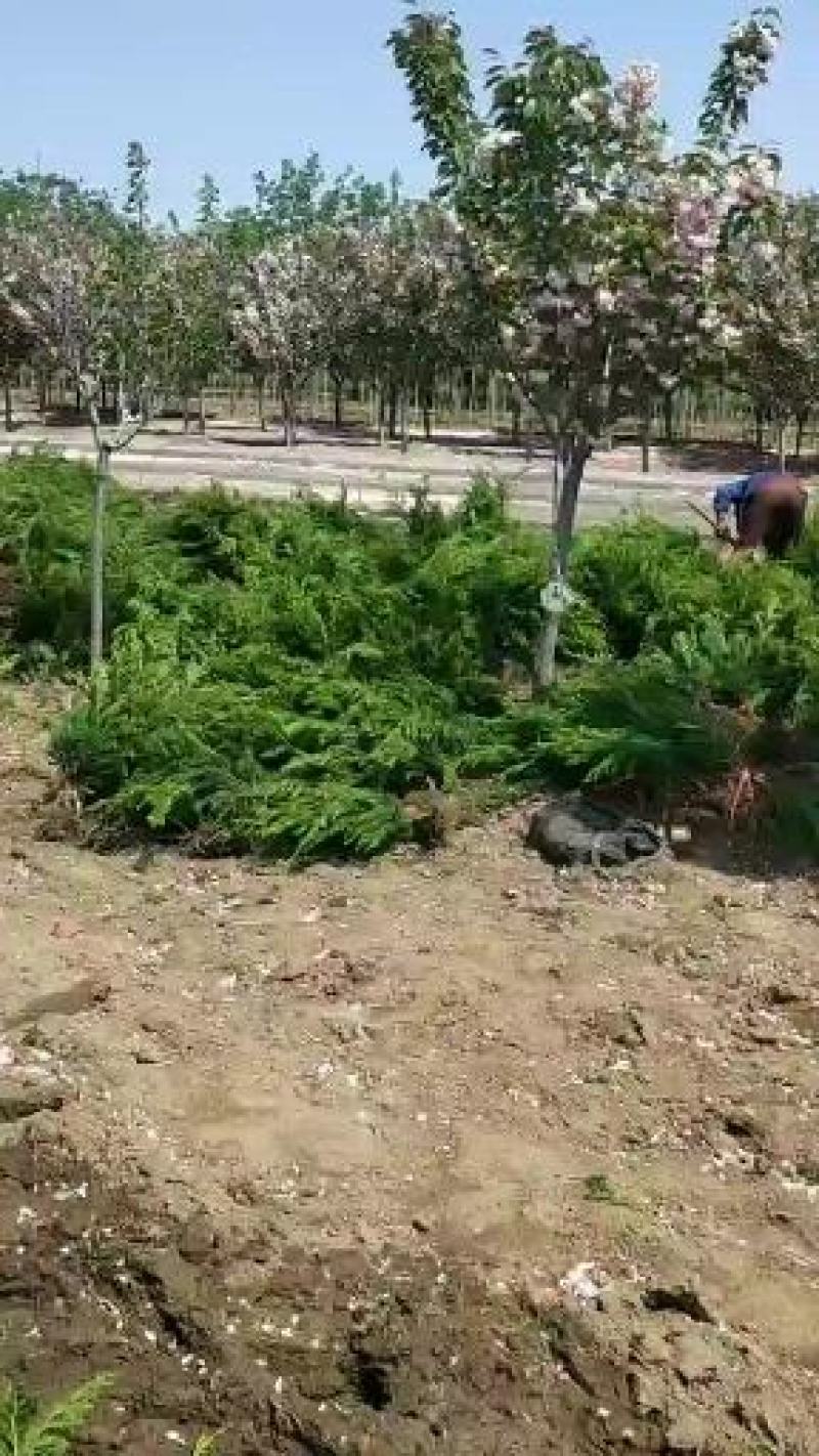 自己家优质小龙柏，有冠幅，成活率高，质量非常好
