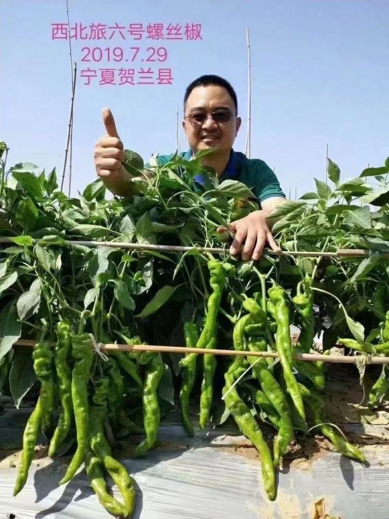 西北旅旋风螺丝椒种子抗病皮薄肉脆抗逆性强香辣高产坐果力强