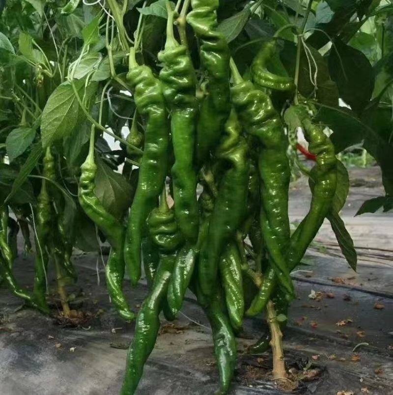 西北旅旋风螺丝椒种子抗病皮薄肉脆抗逆性强香辣高产坐果力强