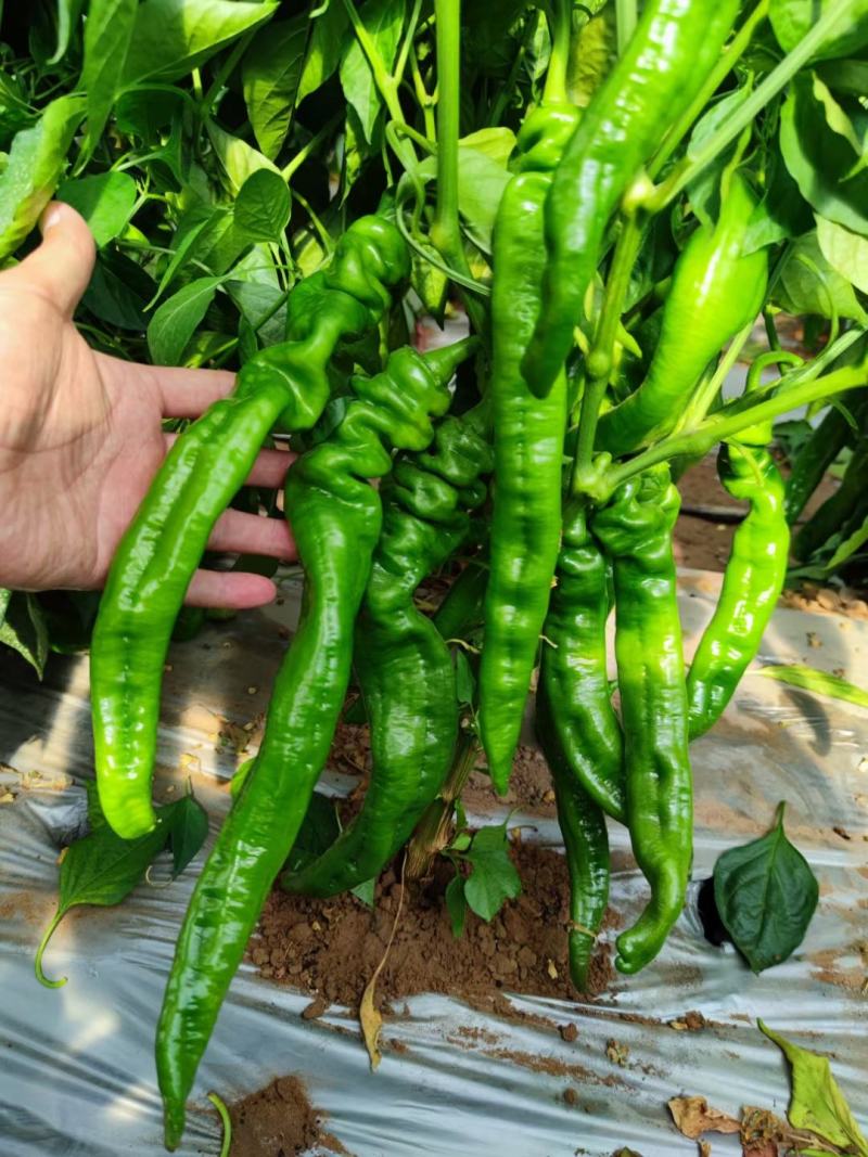 西北旅旋风螺丝椒种子抗病皮薄肉脆抗逆性强香辣高产坐果力强