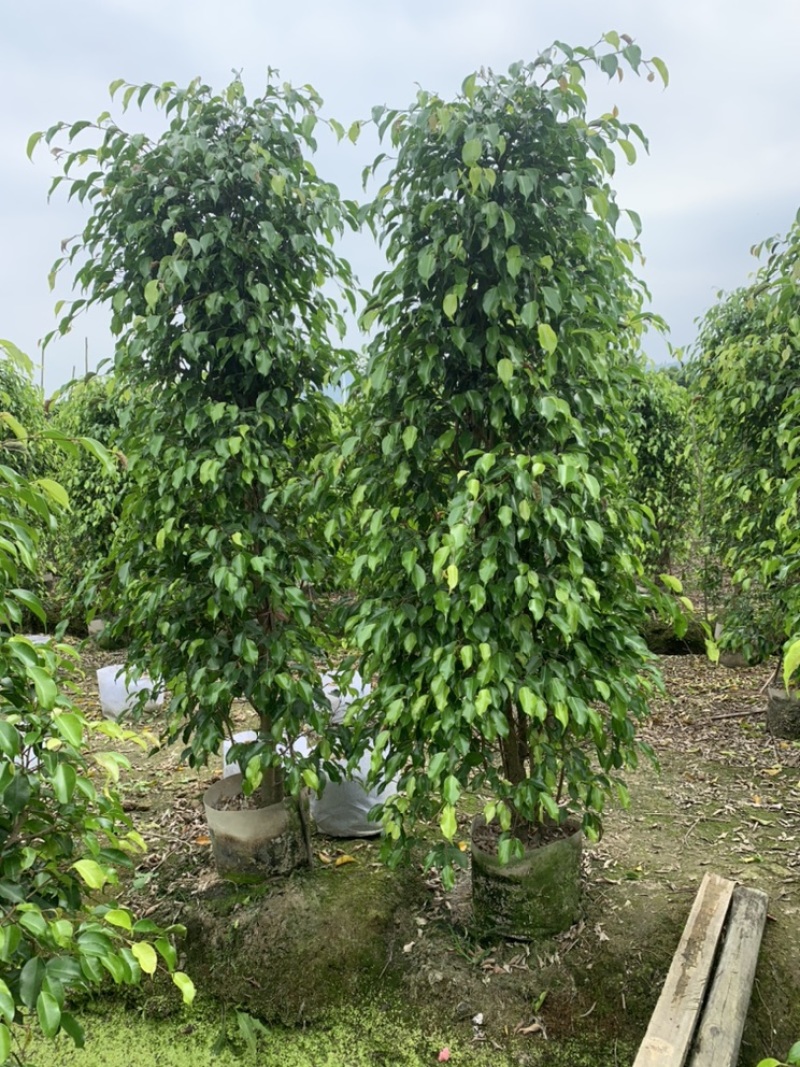 垂叶榕袋苗垂榕柱高度1-2.5米垂叶榕树苗
