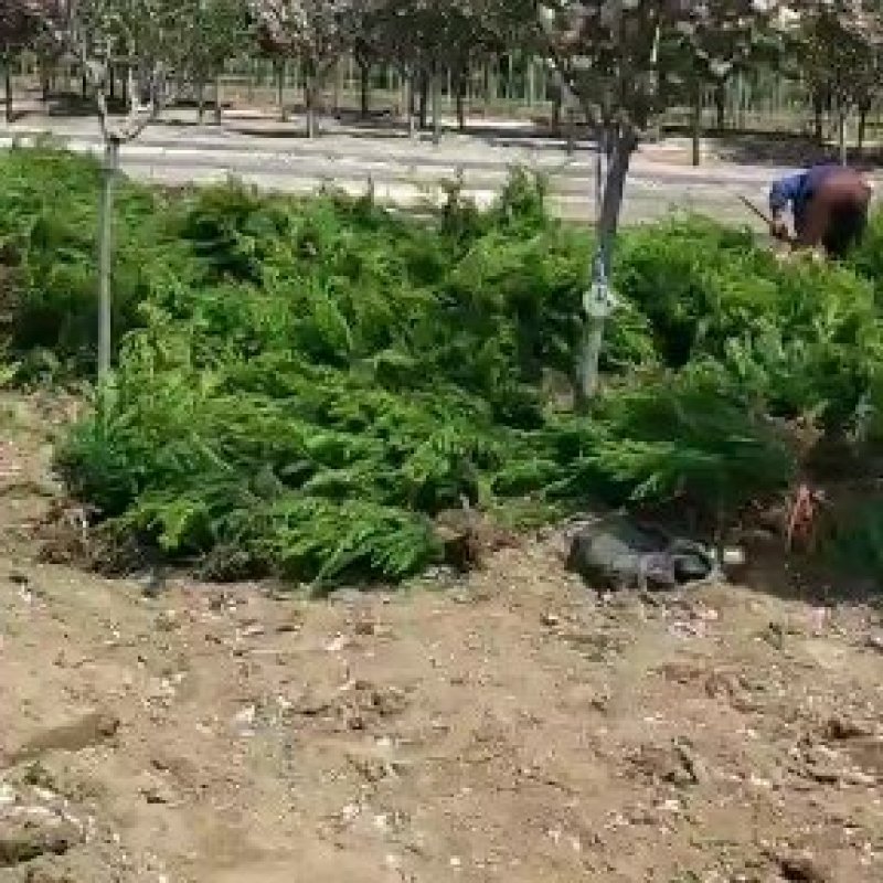 自己家优质小龙柏，有冠幅，成活率高，质量非常好