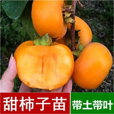 日本甜脆柿子嫁接苗，直接从树上摘下可吃