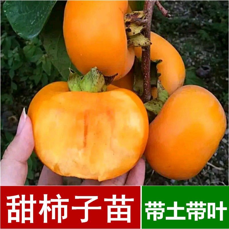 日本甜脆柿子嫁接苗，直接从树上摘下可吃