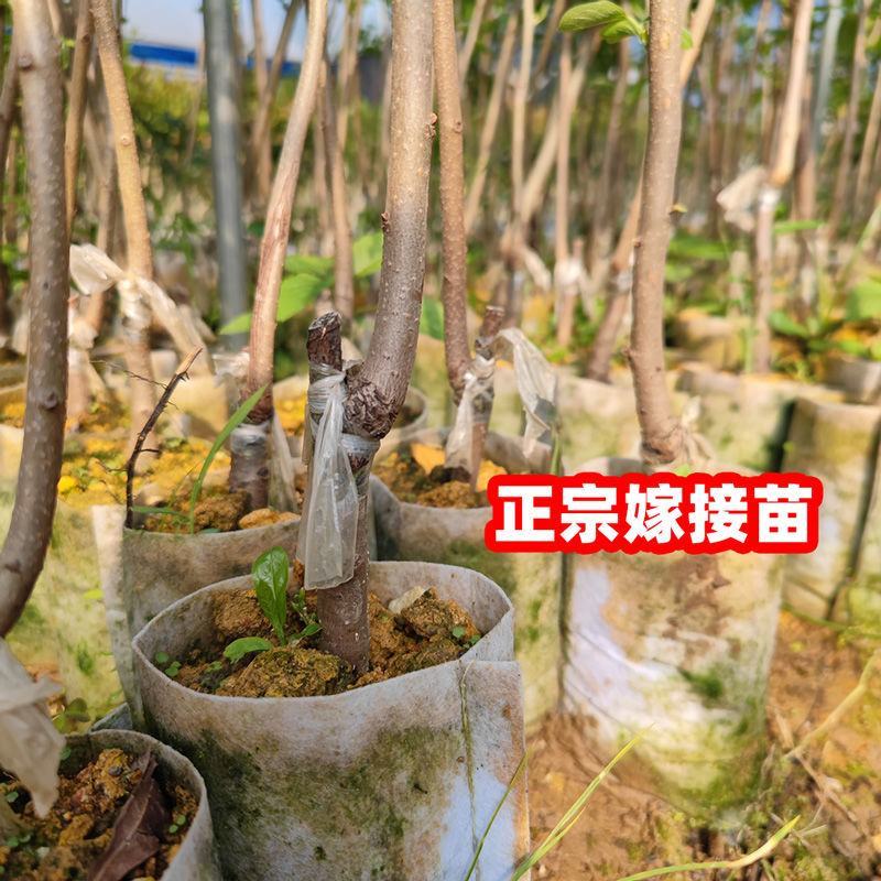 日本甜脆柿子嫁接苗，直接从树上摘下可吃