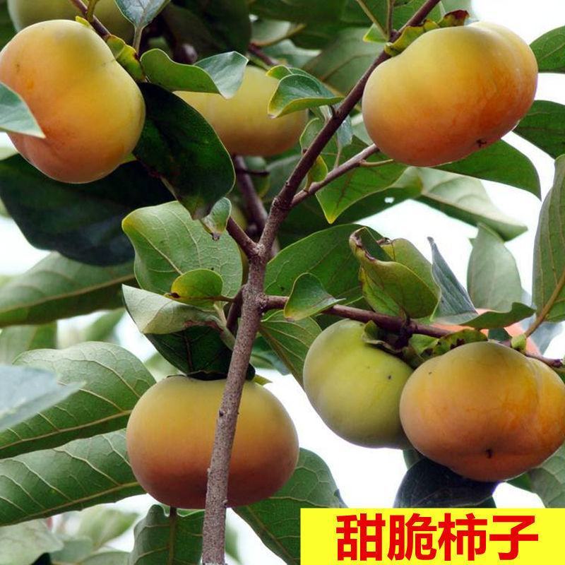 日本甜脆柿子嫁接苗，直接从树上摘下可吃
