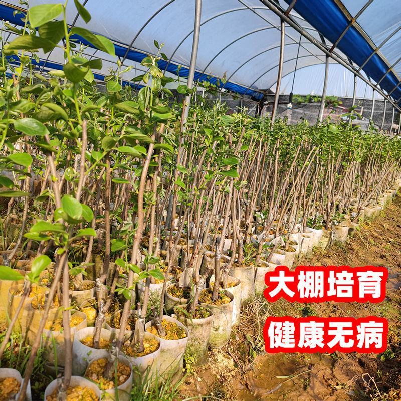 日本甜脆柿子嫁接苗，直接从树上摘下可吃