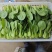 《上海青》杭白菜油菜对接电商市场超市社区团购