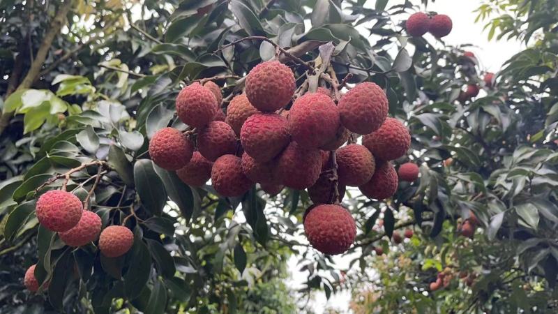 白糖罂荔枝广东省茂名市电白区可产地一手货源现大量上市中