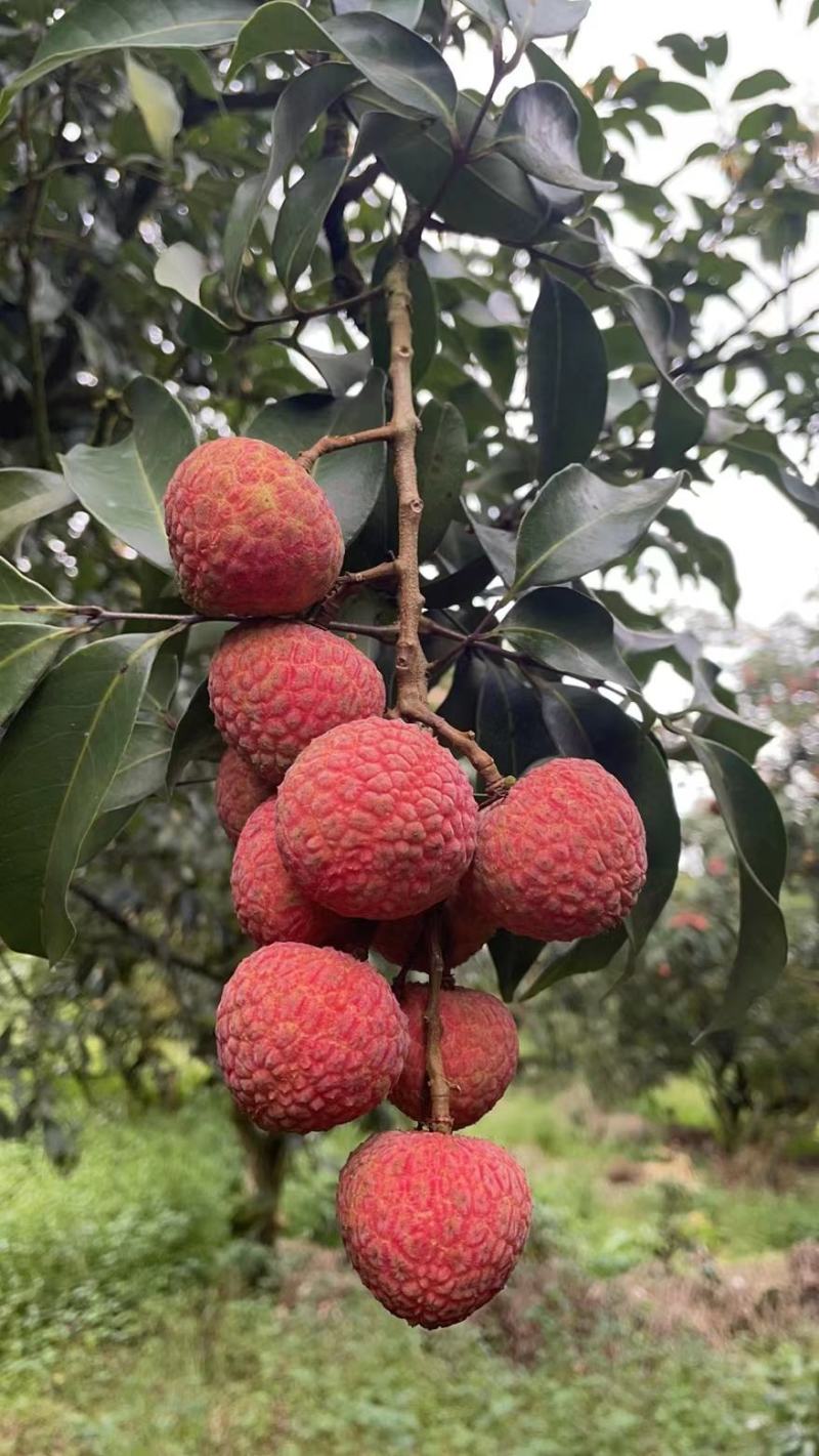 白糖罂荔枝广东省茂名市电白区可产地一手货源现大量上市中