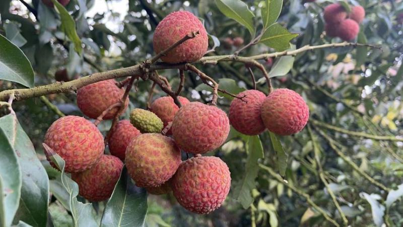 白糖罂荔枝广东省茂名市电白区可产地一手货源现大量上市中