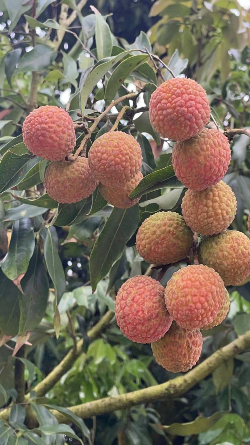 白糖罂荔枝广东省茂名市电白区可产地一手货源现大量上市中
