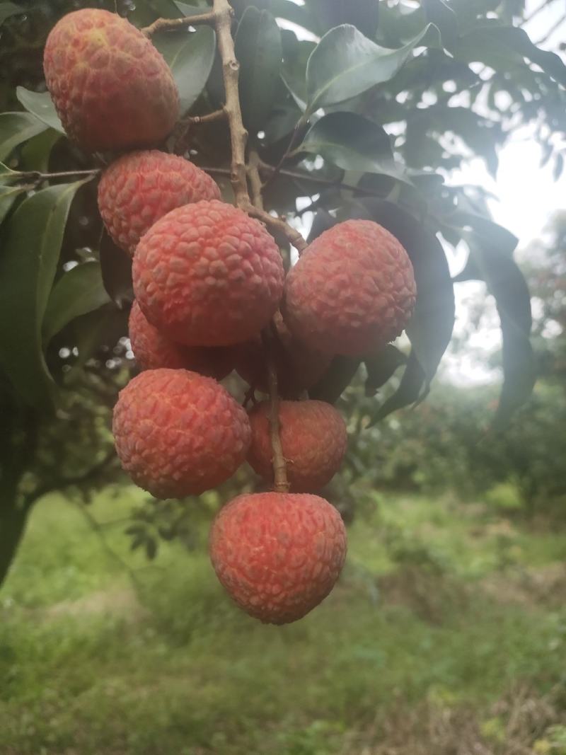 白糖罂荔枝广东省茂名市电白区可产地一手货源现大量上市中