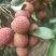 白糖罂荔枝广东省茂名市电白区可产地一手货源现大量上市中