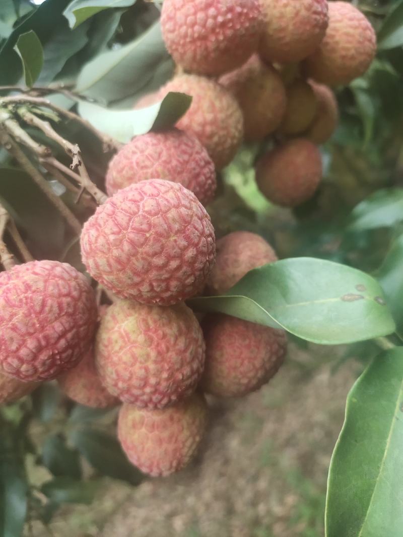 白糖罂荔枝广东省茂名市电白区可产地一手货源现大量上市中