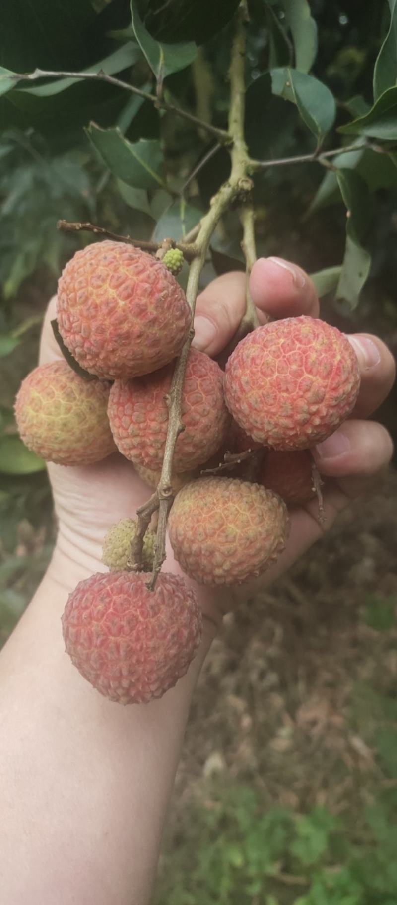 白糖罂荔枝广东省茂名市电白区可产地一手货源现大量上市中