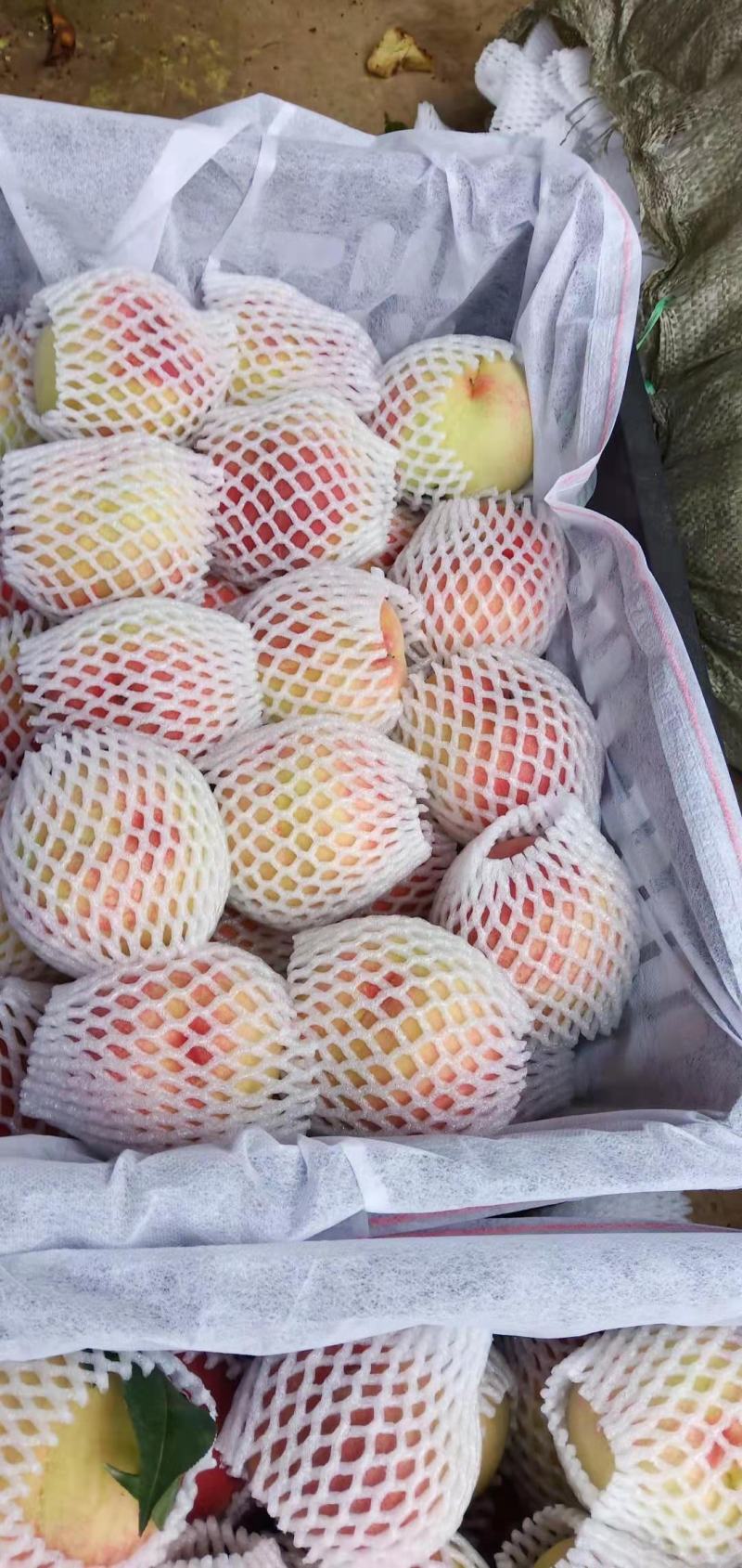 南召万亩桃园，基地直供，代办突围，艳红，美翠多个品种！