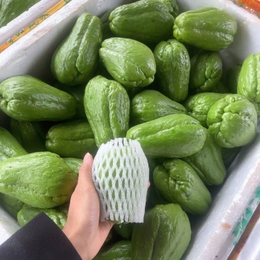 新苗绿皮佛手瓜，产地直发