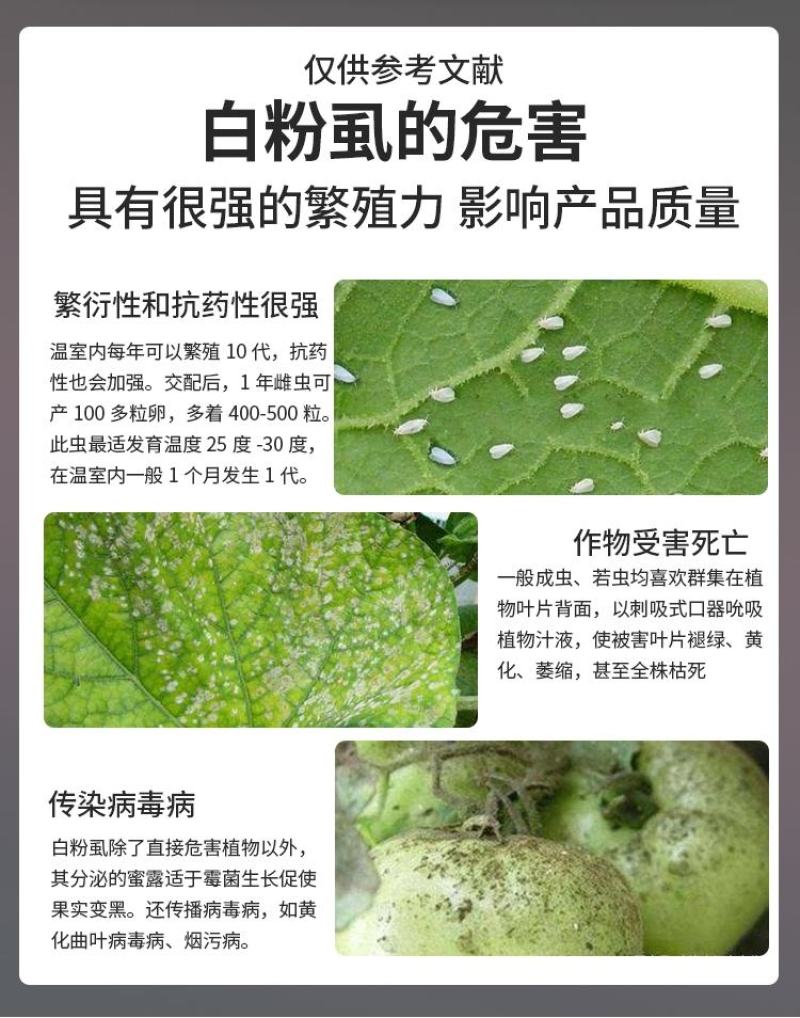 酷豹40%啶虫脒黄瓜白粉虱刺吸式害虫杀虫剂