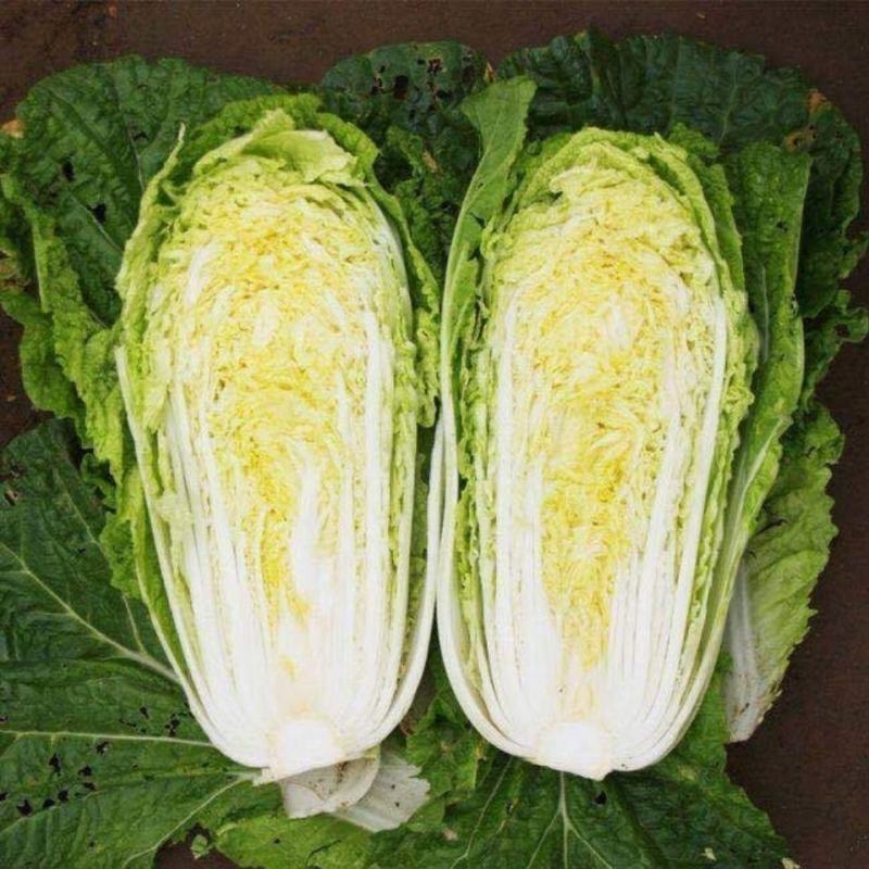 【实力商家】甘肃大娃娃菜，大量上市货源充足稳定，诚信经营