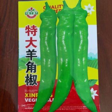 特大羊角椒，中大果型，果黄绿，皮厚