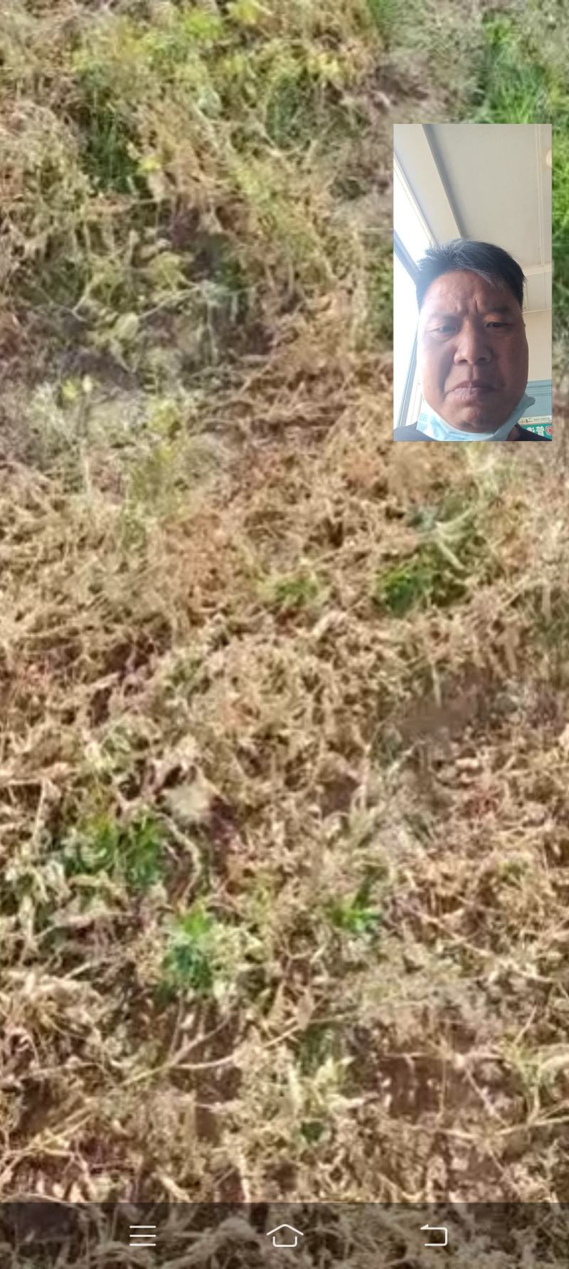 豌豆子
