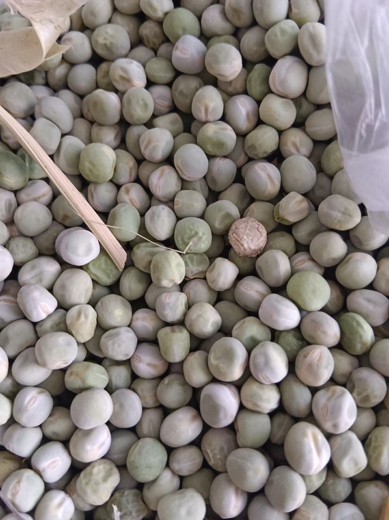豌豆子