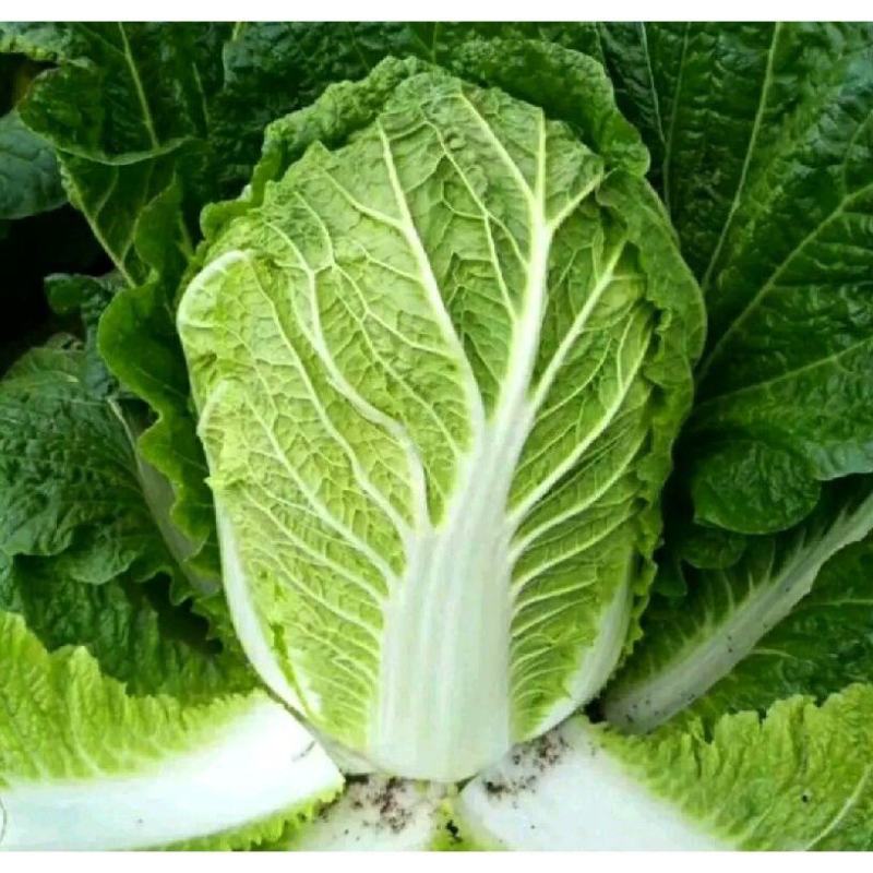 【实力商家】甘肃大娃娃菜，大量上市货源充足稳定，诚信经营