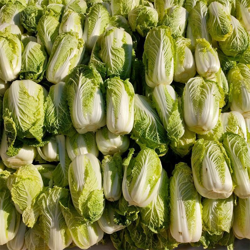 【实力商家】甘肃大娃娃菜，大量上市货源充足稳定，诚信经营