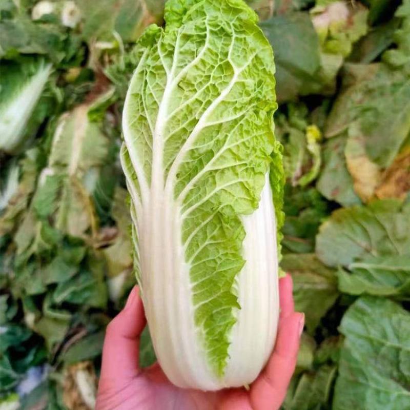 【实力商家】甘肃大娃娃菜，大量上市货源充足稳定，诚信经营
