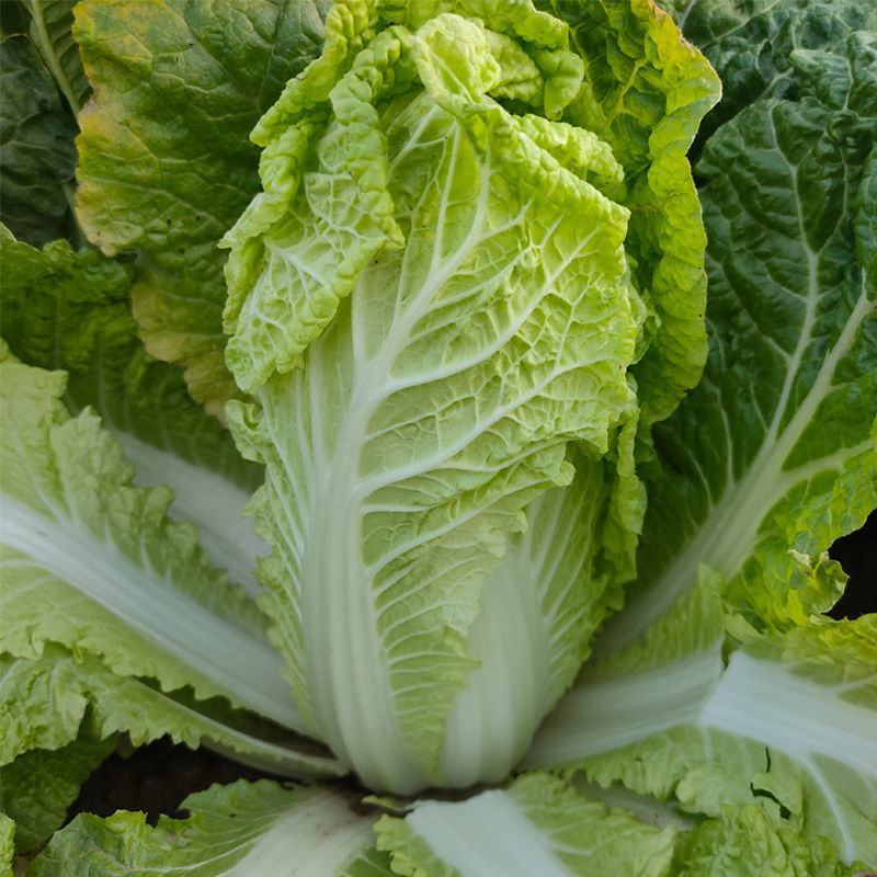 【实力商家】甘肃大娃娃菜，大量上市货源充足稳定，诚信经营