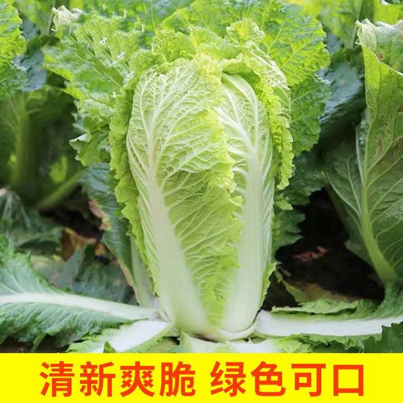 【实力商家】甘肃大娃娃菜，大量上市货源充足稳定，诚信经营