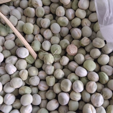 豌豆子