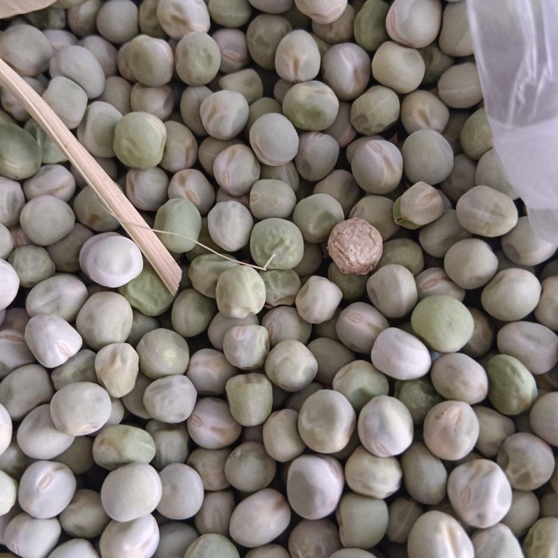 豌豆子