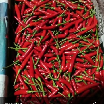 小米辣