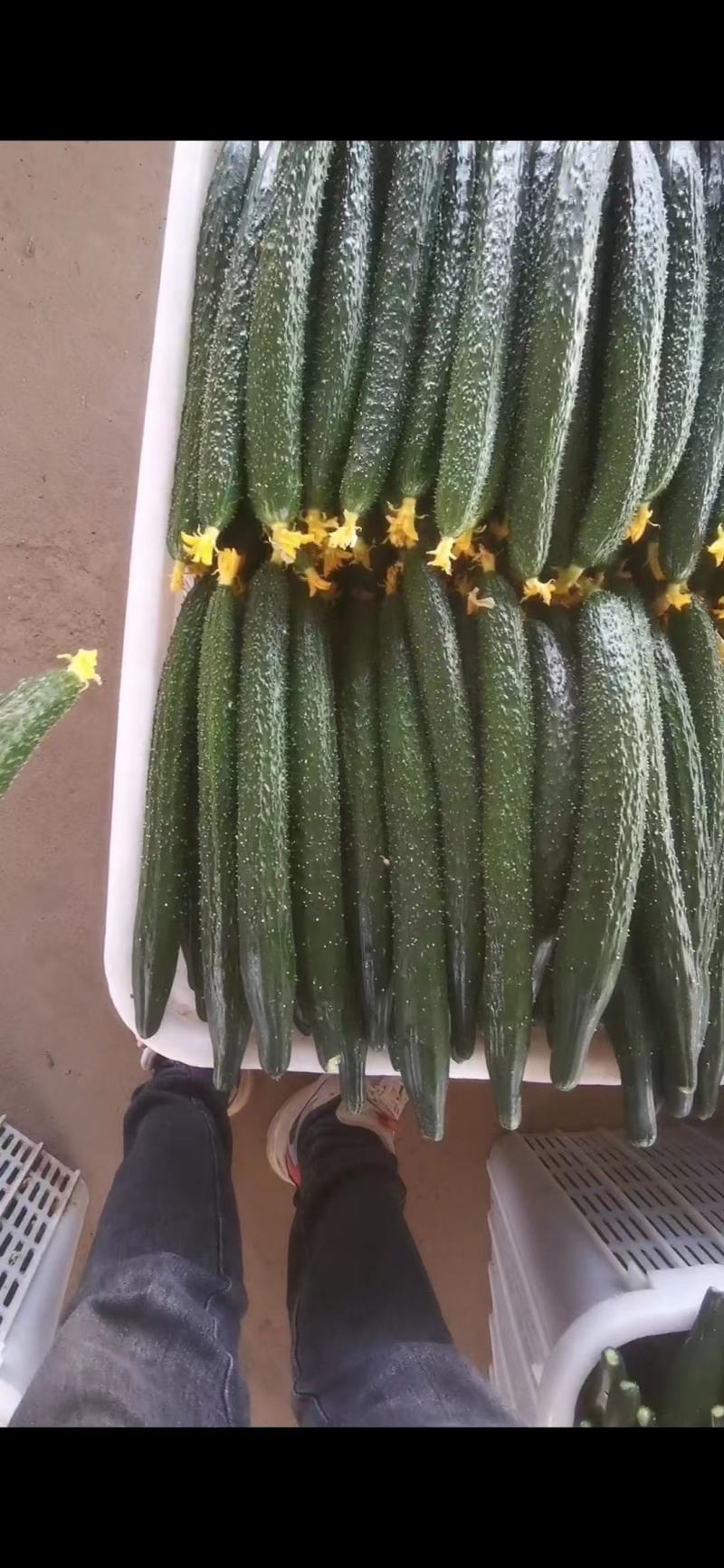 河南黄瓜密刺黄瓜，滑县产地直供，视频看货现摘现发