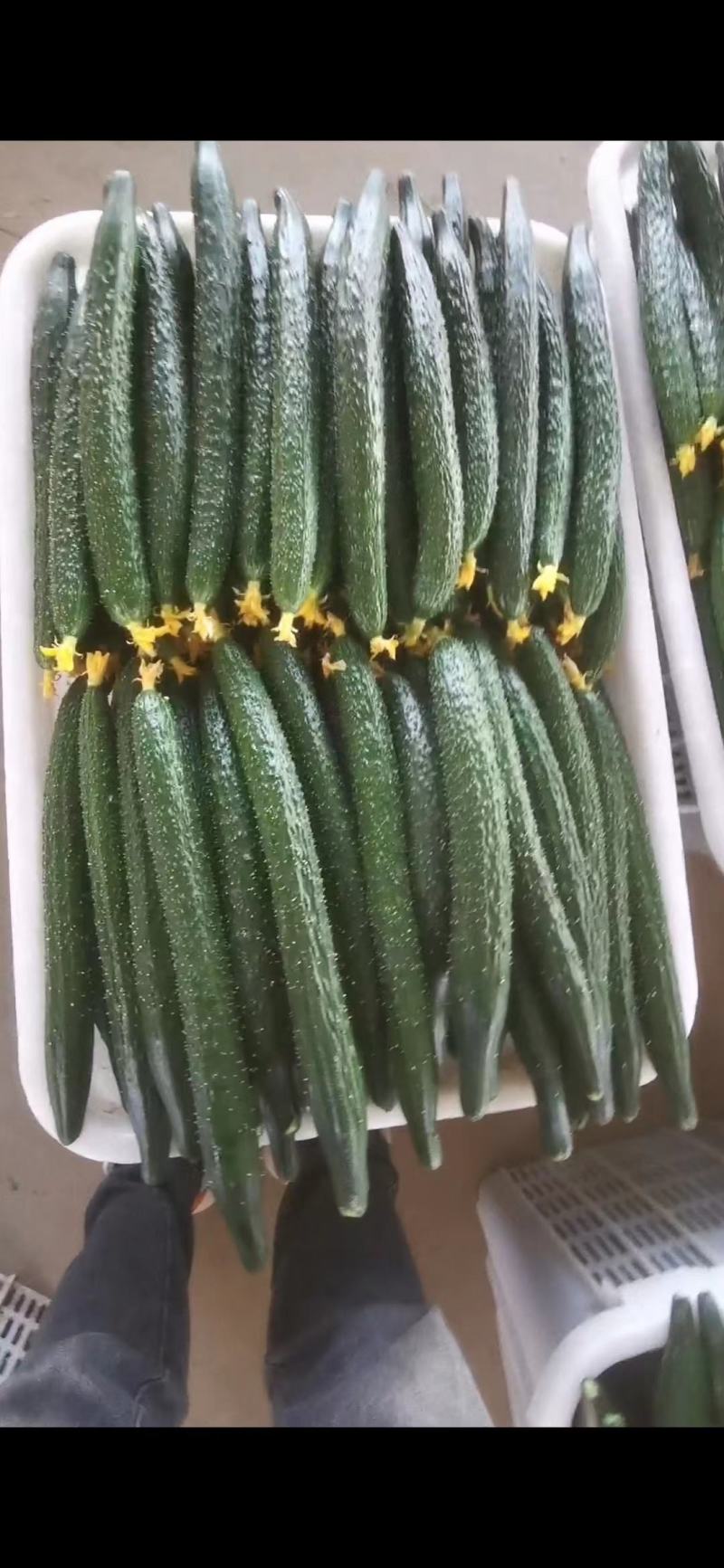 河南黄瓜密刺黄瓜，滑县产地直供，视频看货现摘现发
