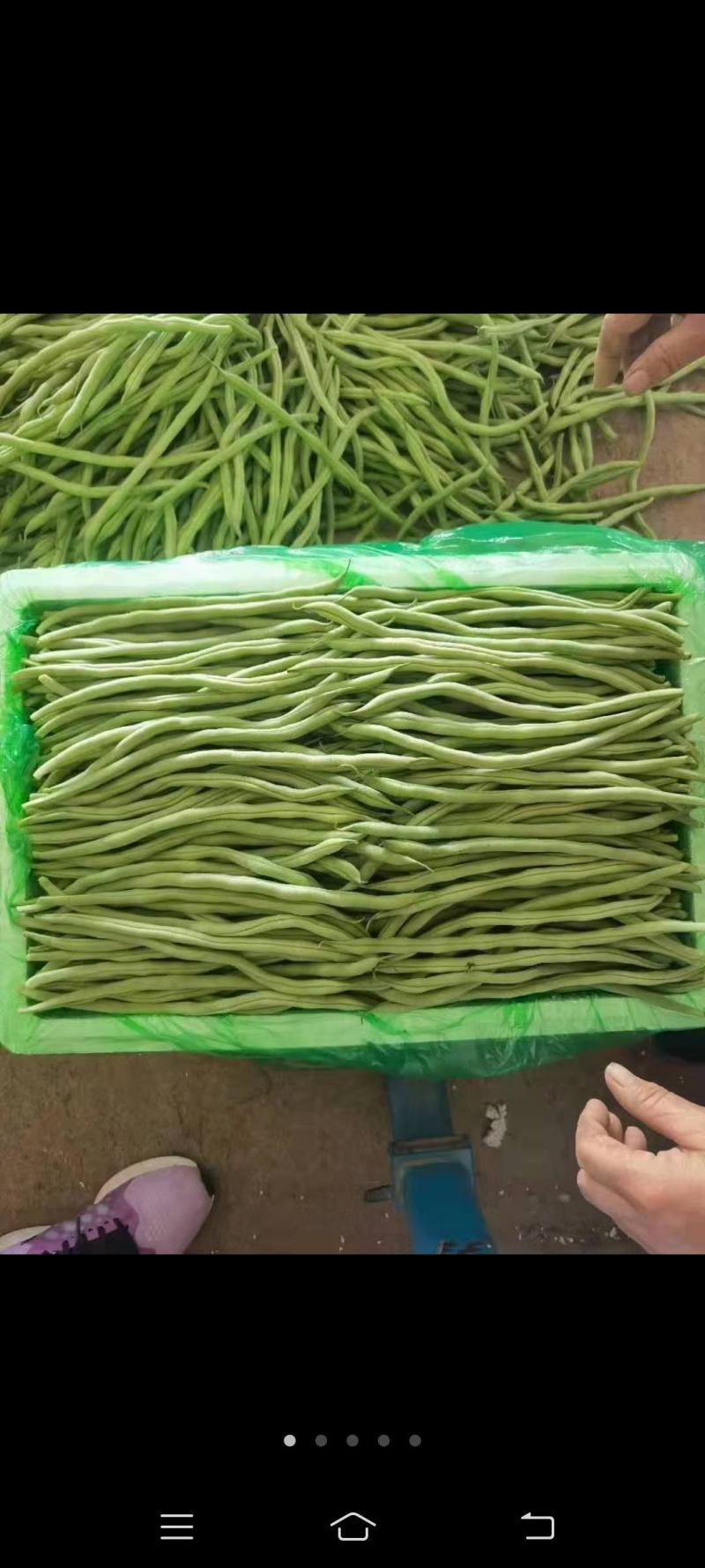 【推荐】精品芸豆大量上市中产地直发可供商超批发市场量大从优
