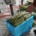 【推荐】精品芸豆大量上市中产地直发可供商超批发市场量大从优