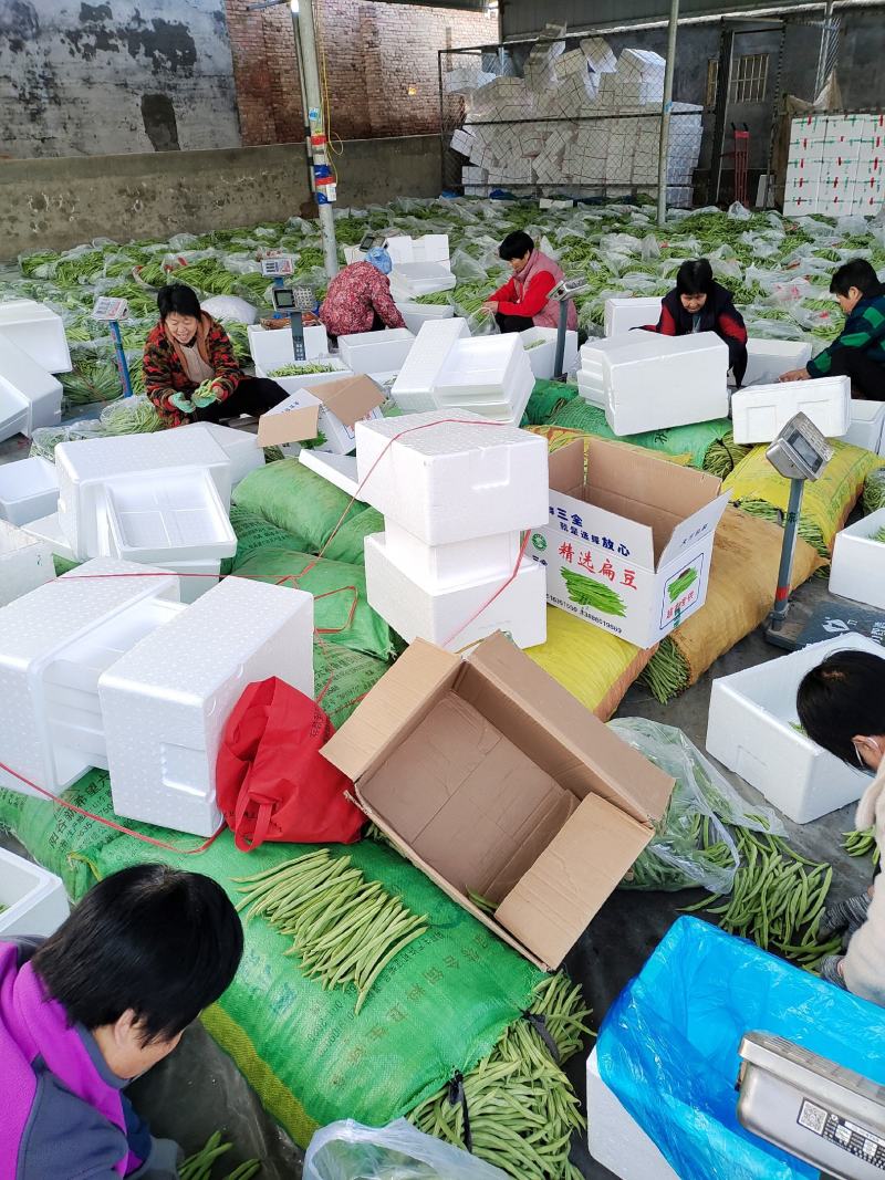 【推荐】精品芸豆大量上市中产地直发可供商超批发市场量大从优
