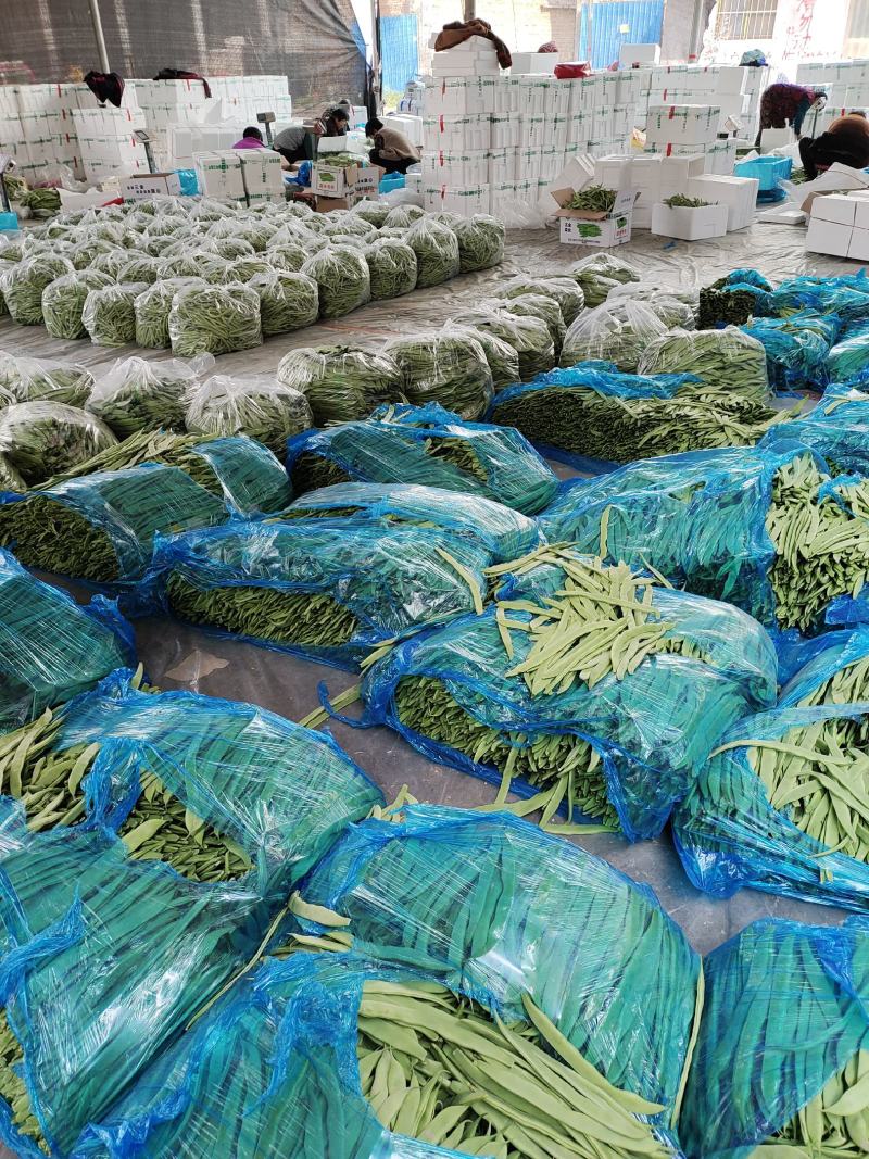 【推荐】精品芸豆大量上市中产地直发可供商超批发市场量大从优