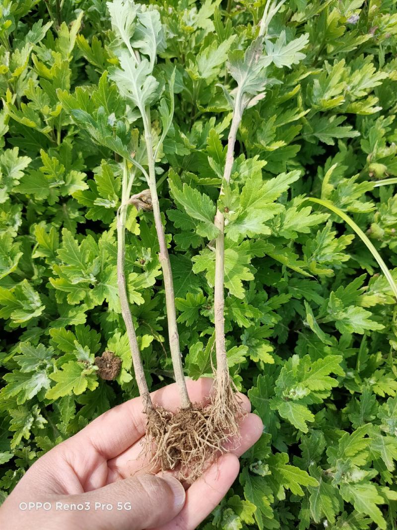 扦插菊花苗，北京菊，金丝皇菊，