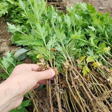 扦插菊花苗，北京菊，金丝皇菊，